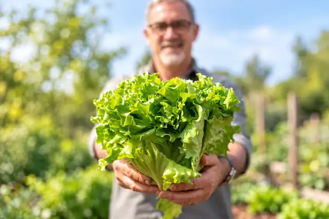 Cuándo y cómo cosechar lechuga en casa para que no se ponga amarga